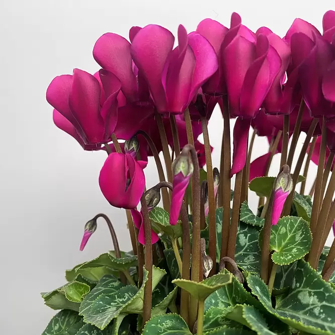 Cyclamen Compact 'Purple' (Pot Size 10.5cm) - Persian Cyclamen - image 4