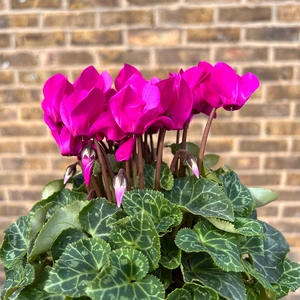 Cyclamen Compact 'Purple' (Pot Size 10.5cm) - Persian Cyclamen - image 1