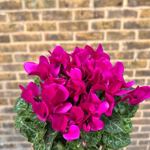 Cyclamen Compact 'Purple' (Pot Size 10.5cm) - Persian Cyclamen - image 2