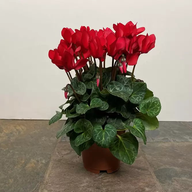 Cyclamen Compact 'Red' (Pot Size 10.5cm) - Persian Cyclamen - image 4