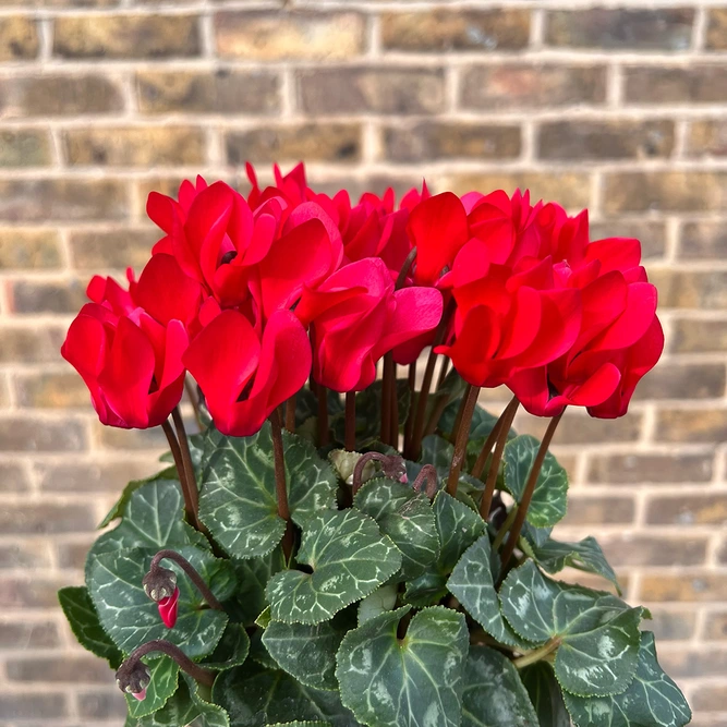 Cyclamen Compact 'Red' (Pot Size 10.5cm) - Persian Cyclamen - image 1