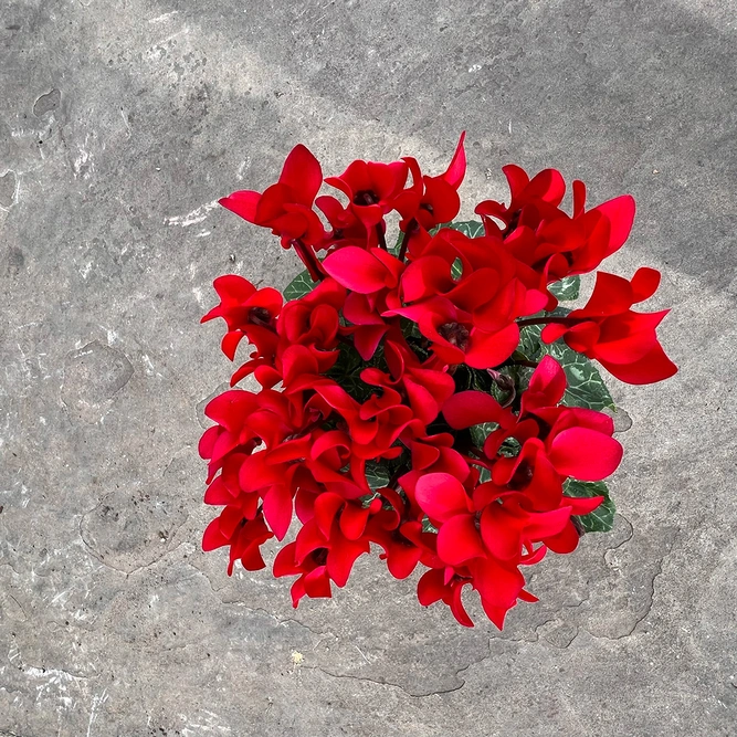 Cyclamen Compact 'Red' (Pot Size 10.5cm) - Persian Cyclamen - image 3