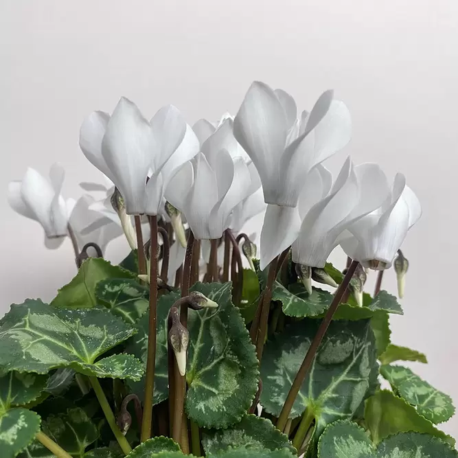 Cyclamen Compact 'White' (Pot Size 10.5cm) - Persian Cyclamen - image 3