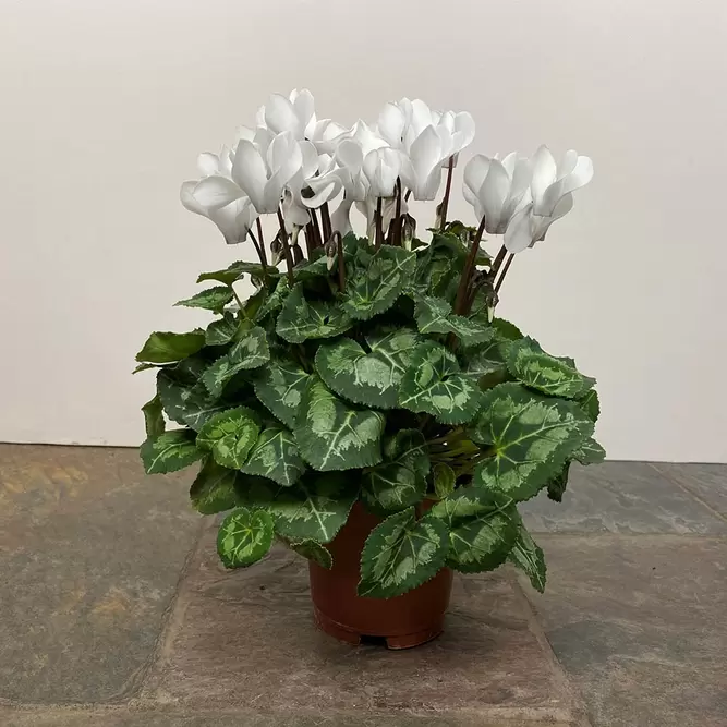 Cyclamen Compact 'White' (Pot Size 10.5cm) - Persian Cyclamen - image 5