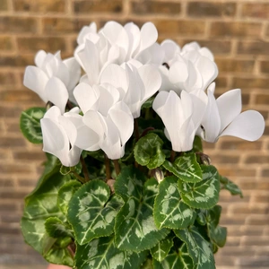 Cyclamen Compact 'White' (Pot Size 10.5cm) - Persian Cyclamen - image 1