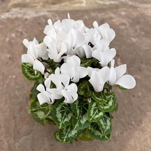 Cyclamen Compact 'White' (Pot Size 10.5cm) - Persian Cyclamen - image 2