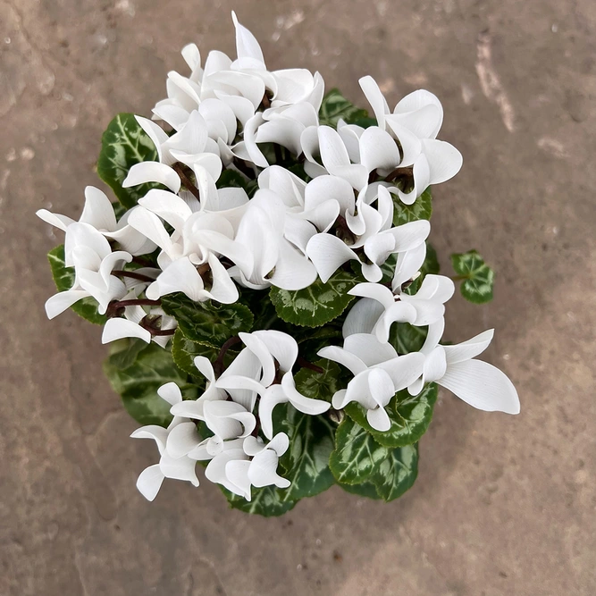 Cyclamen Compact 'White' (Pot Size 10.5cm) - Persian Cyclamen - image 4