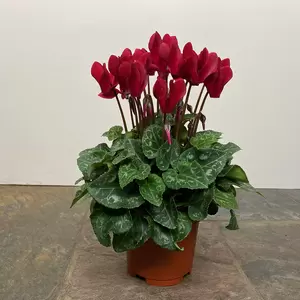 Cyclamen Compact 'Wine Red' (Pot Size 10.5cm) - Persian Cyclamen - image 5