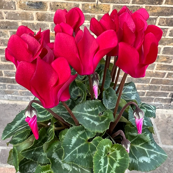 Cyclamen Compact 'Wine Red' (Pot Size 10.5cm) - Persian Cyclamen - image 1