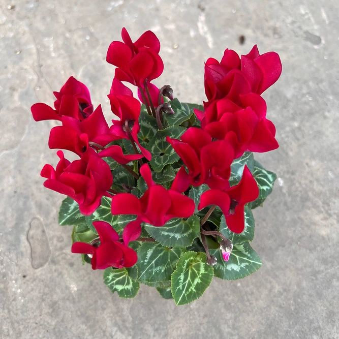 Cyclamen Compact 'Wine Red' (Pot Size 10.5cm) - Persian Cyclamen - image 2