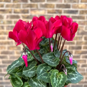 Cyclamen Compact 'Wine Red' (Pot Size 10.5cm) - Persian Cyclamen - image 3