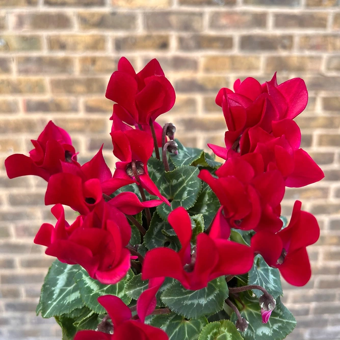 Cyclamen Compact 'Wine Red' (Pot Size 10.5cm) - Persian Cyclamen - image 4