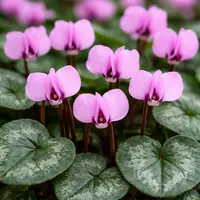 Cyclamen Coum