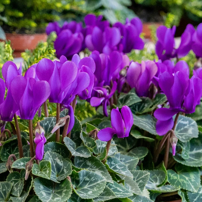 Cyclamen persicum “Dragon Blue” (Pot Size 10.5cm)