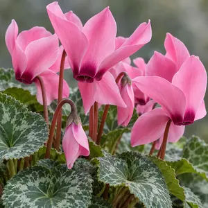 Cyclamen persicum F1 Hybrid