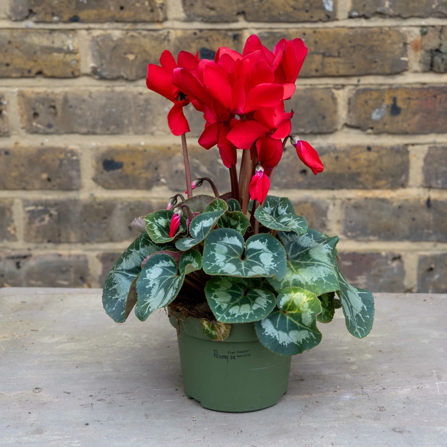 Cyclamen Persicum Rainier F1 Scarlet Pot Size 13cm The Boma cyclamen-persicum-rainier-f1-scarlet-pot-size-13cm-the-boma