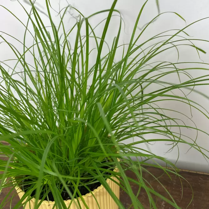 Cyperus alternifolius 'Zumula' (Pot Size 12cm) Cat grass - image 1
