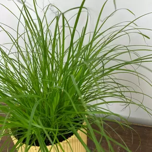 Cyperus alternifolius 'Zumula' (Pot Size 12cm) Cat grass - image 2