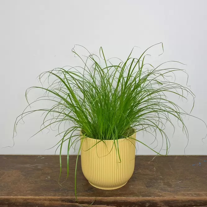 Cyperus alternifolius 'Zumula' (Pot Size 12cm) Cat grass - image 1