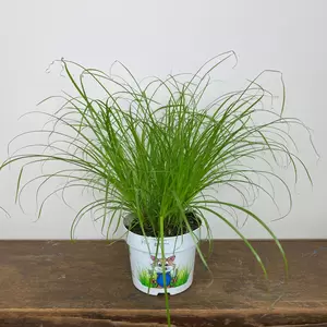 Cyperus alternifolius 'Zumula' (Pot Size 12cm) Cat grass - image 3