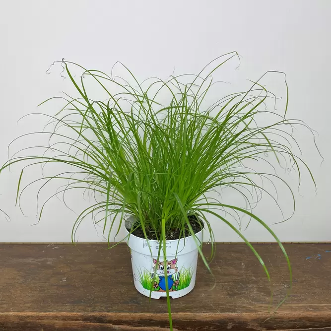 Cyperus alternifolius 'Zumula' (Pot Size 12cm) Cat grass - image 6