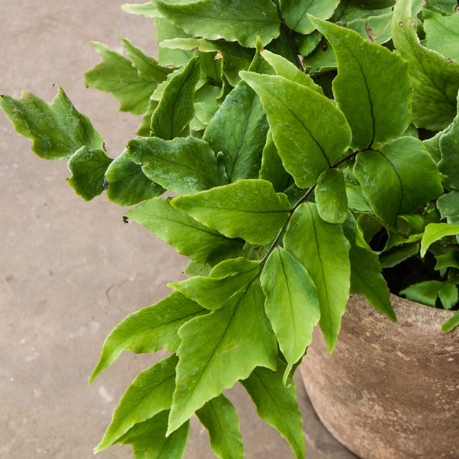 Cyrtomium fortunei 'Clivicola' (11cm) Fortune's Holly Fern - image 1