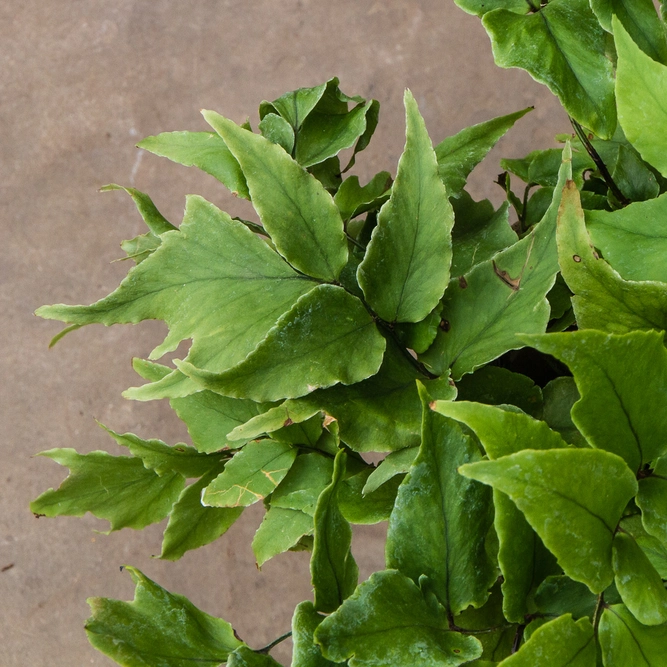 Cyrtomium fortunei 'Clivicola' (11cm) Fortune's Holly Fern - image 3