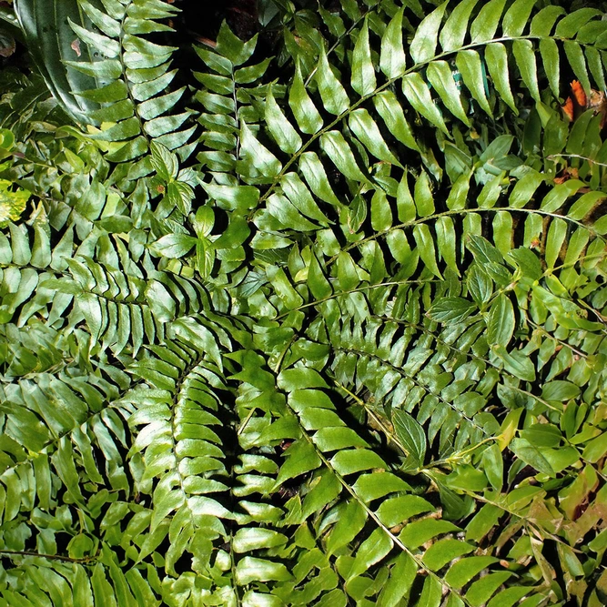 Cyrtomium Fortunei (Pot Size 2L) Fortune's Cold Fern