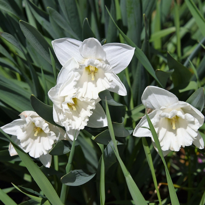 Daffodil 'Mount Hood' (Pot Size 1L) Bulbs in Pots
