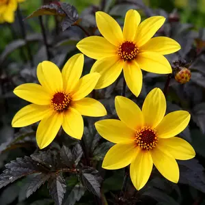Dahlia 'Bishop of York' (Pot Size 3L)
