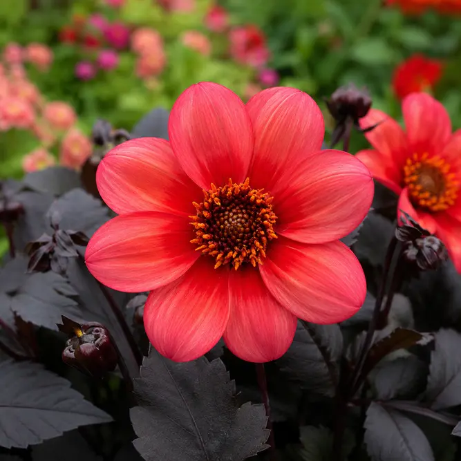 Dahlia Dahlegria Red (Pot Size 3L)