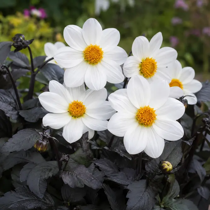 Dahlia Dahlegria White (Pot Size 3L)