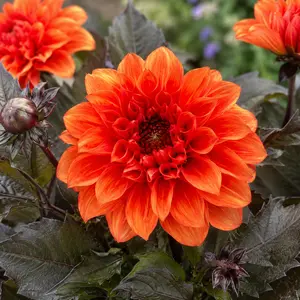 Dahlia Dahlietta Orange (Pot Size 3L)