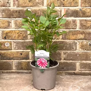 Dahlia 'Dalaya Jadoo' (Pot Size 2L) - image 3