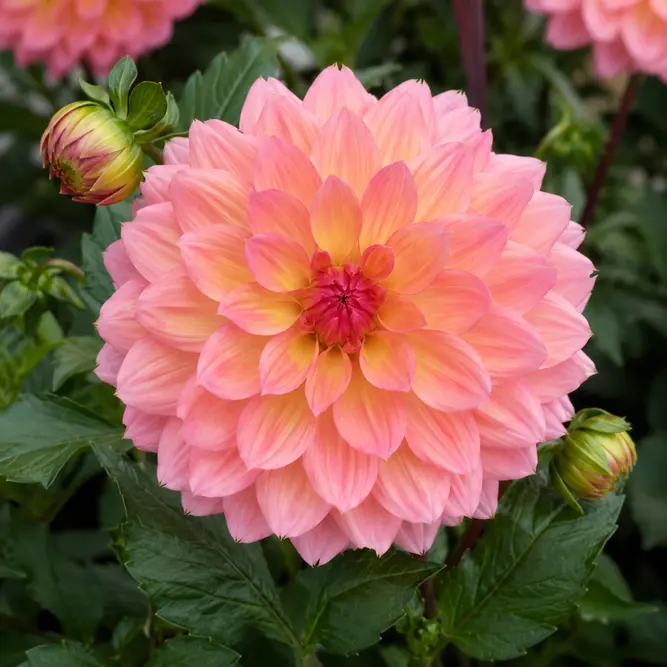 Dahlia Dalina Maxi Peach (Pot Size 2L)