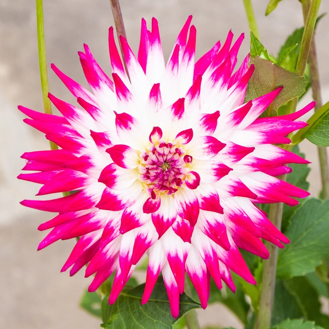 Dahlia Dutch Explosion flower