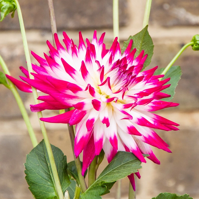 Dahlia Dutch Explosion flower