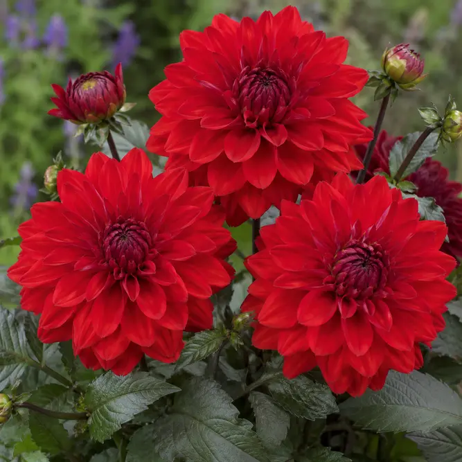 Dahlia Grandalia Red (Pot Size 3L)
