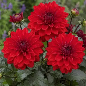 Dahlia Grandalia Red (Pot Size 3L)