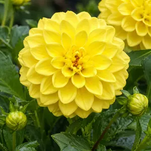 Dahlia Grandalia Yellow (Pot Size 3L)
