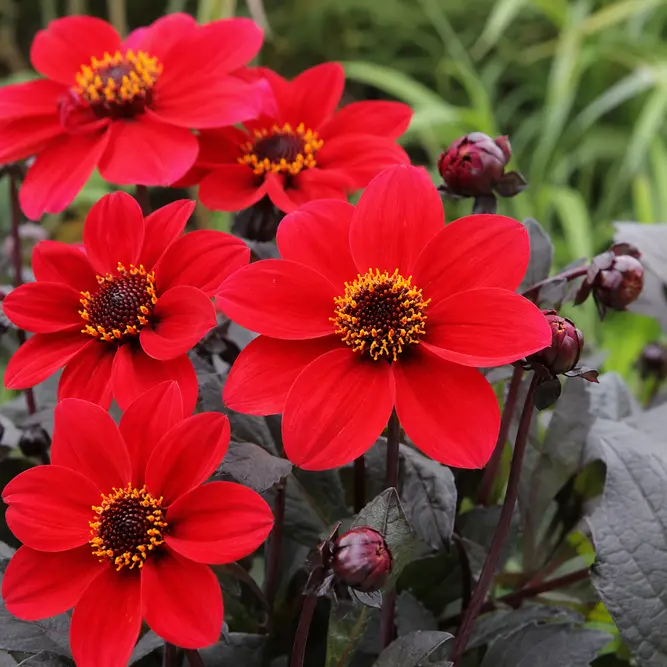 Dahlia Happy Days 'Cherry Red' (Pot Size 2L)