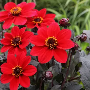 Dahlia Happy Days 'Cherry Red' (Pot Size 2L)