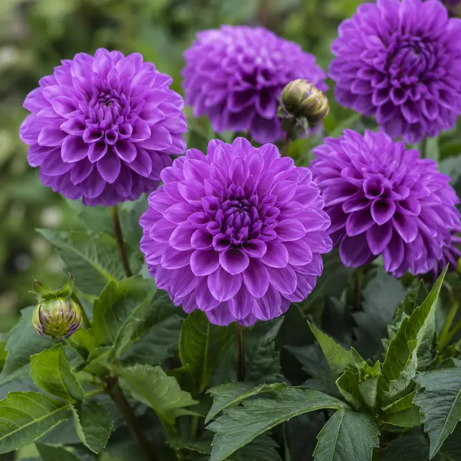 Dahlia Hypnotica 'Purple' (Pot Size 17cm)