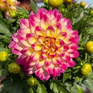 Dahlia ‘Hypnotica Tropical Breeze’ (Pot Size 1L) Bicolour Decorative Dahlia