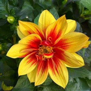 Dahlia Labella® Medio Fun Golden Eye (Pot Size1L)