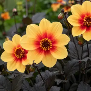 Dahlia 'Moonfire' (Pot Size 3L)