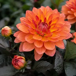 Dahlia Sincerity 'Bronze Orange' (Pot Size 3L)