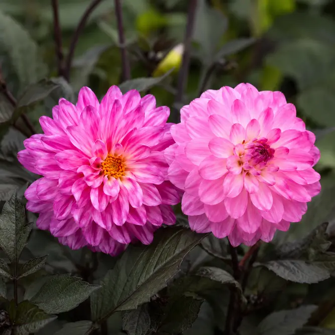 Dahlia Temptation 'Pink Bicolour' (Pot Size 1L)