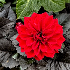Dahlia 'Temptation Red' (Pot Size 1L)