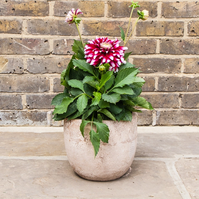 Dahlia Verdi Glory Plant